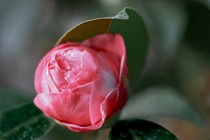 Rosa Kamelie - Camellia japonica L. 'Max Goodley' Theaceae von Dieter  Meyer