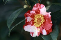 Rotweisse Kamelie - Camellia japonica L. 'Alexander Hunter' Theaceae by Dieter  Meyer