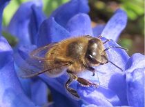 Biene auf blau von Angelika  Schütgens