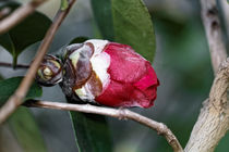 Rote Kamelienknospe - Camellia japonica L. 'Higo Kumagai' Theaceae von Dieter  Meyer
