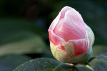 Rosa Kamelienknospe - Camellia japonica L. Duchesse Decazes Theaceae by Dieter  Meyer