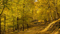 Der goldene Wald an einem sonnigen Oktobertag von Ronald Nickel