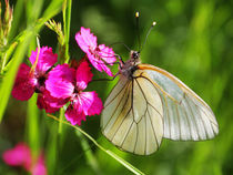 Butterfly by JOMA GARCIA I GISBERT