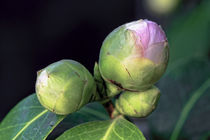Rosa Kamelienknospe - Camellia japonica L. 'Barbara Mary' Theaceae by Dieter  Meyer
