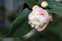 Weisse Kamelie - Camellia - Hybride 'Scentuous'  Theaceae by Dieter  Meyer