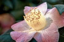 Weissrosa Kamelie - Camellia japonica L. 'Furo-an' Theaceae von Dieter  Meyer