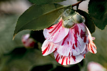 Weissrote Kamelie - Camellia japonica L. 'Gigantea'  Theaceae von Dieter  Meyer