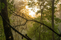 Sonnenaufgang im nebligen Wald by Ronald Nickel
