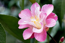 Rosa Kamelie - Camellia japonica L. 'Meine Ingrid' by Dieter  Meyer
