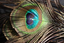 Peacock Feather von Sheryl  Chapman
