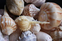 Seashells by Sheryl  Chapman