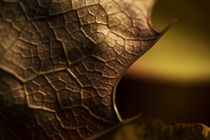 leaf by Daniel Leon