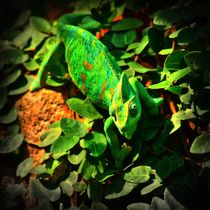 Leuchtend grünes Jemenchamäleon von kattobello