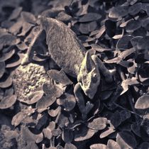 Jemenchamäleon in schwarz und weiß by kattobello