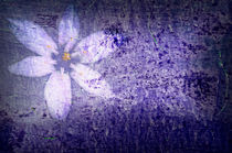 Old Wall Texture with Flower von maxal-tamor