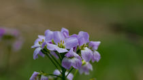 Die Blüten des Wiesen Schaumkraut by Ronald Nickel