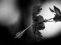 the dark flower by Jens Schneider