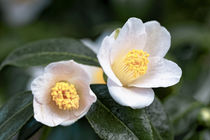 Weiße Kamelie - Camellia japonica L. 'Kazami-Guruma(Kanto)' by Dieter  Meyer