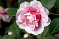Weissrosa Kamelie - Camellia japonica 'Maria Sama' von Dieter  Meyer