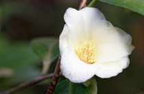 Weisse Kamelie - Camellia Nitidissima-Hybride 'Kicho' by Dieter  Meyer