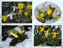 Spring impressions in the snow - Frühlingserwachen im Schnee von Chris Berger