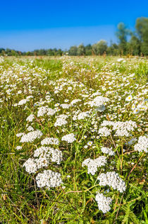 Wild Flowers in a Meadow von maxal-tamor