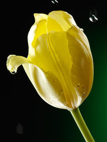 Yellow Tulip von maxal-tamor