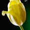 20120302-tulip-yellow-clean