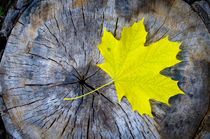 Maple Leaf in Autumn von maxal-tamor