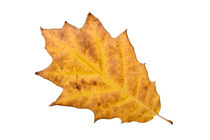 Yellow Autumn Oak Leaf by maxal-tamor