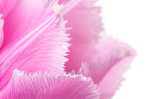 Pink Fringed Tulip on White Background by maxal-tamor