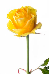 Closeup of Yellow Rose on White von maxal-tamor