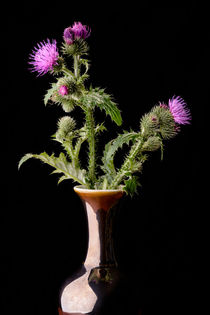 Thistle Flowers in Vase von maxal-tamor