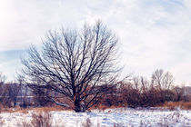Oak Tree in the Snow von maxal-tamor