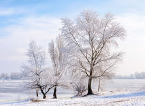 Trees covered by frost, ice and snow close to the Dnieper River by maxal-tamor