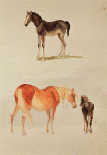 Mares and foals by Anonymous