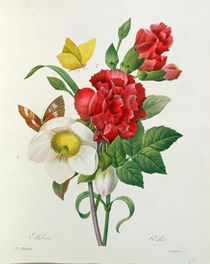 Christmas Rose, Helleborus niger and Red Carnation with Butterflies von Pierre Joseph Redoute