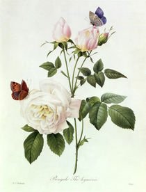 Rosa: Bengale the Hymenes, from 'Les Roses', 19th century by Pierre Joseph Redoute