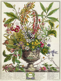 January, from `Twelve Months of Flowers' von Pieter Casteels