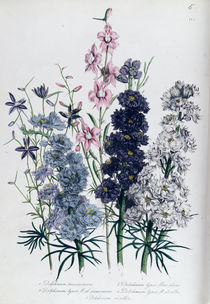 Delphiniums, plate 3 from 'The Ladies' Flower Garden' by Jane Loudon