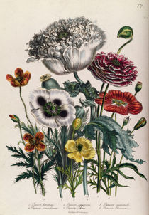 Poppies, plate 4 from 'The Ladies' Flower Garden' by Jane Loudon