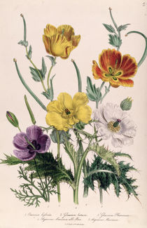 Poppies and Anemones, plate 5 from 'The Ladies' Flower Garden' by Jane Loudon