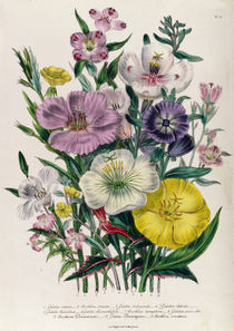 Godetia and Anothera, plate 8 from 'The Ladies' Flower Garden' by Jane Loudon