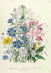 Cornflower, plate 15 from 'The Ladies' Flower Garden' by Jane Loudon