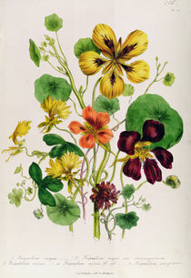 Nasturtium, plate 21 from 'The Ladies' Flower Garden' by Jane Loudon