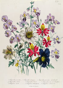 Crane's Bill, plate 42 from 'The Ladies' Flower Garden' by Jane Loudon