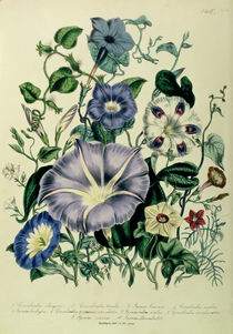 Bindweed, plate 26 from 'The Ladies' Flower Garden' by Jane Loudon