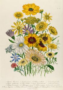 Daisies, plate 31 from 'The Ladies' Flower Garden' by Jane Loudon