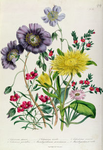 Calandrinia, plate 18 from 'The Ladies' Flower Garden' by Jane Loudon