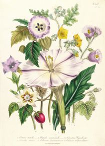 Devil's Trumpet, plate 46 from 'The Ladies' Flower Garden' by Jane Loudon